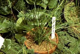 Attēlu rezultāti vaicājumam “Isoetaceae”