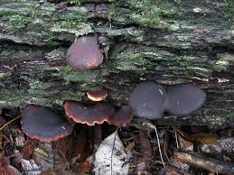 Attēlu rezultāti vaicājumam “Polyporus melanopus”
