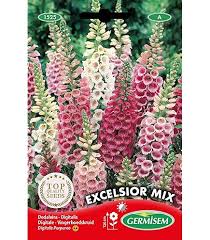 Image result for Marienglockenblumen