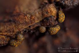 Attēlu rezultāti vaicājumam “Physarum murinum stalked”