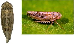 Attēlu rezultāti vaicājumam “Capsodes gothicus imago”