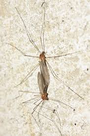 Attēlu rezultāti vaicājumam “Limoniidae”