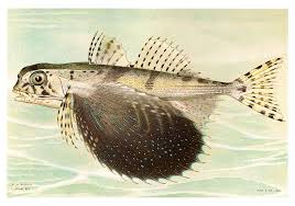 Image result for Dactylopterus volitans