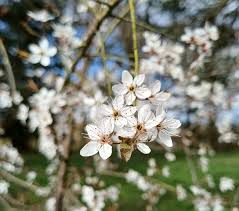 Attēlu rezultāti vaicājumam “Prunus spinosa”