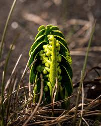 Attēlu rezultāti vaicājumam “Botrychium lunaria”