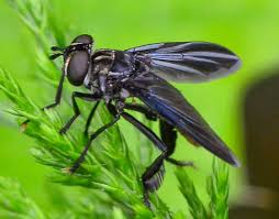 Attēlu rezultāti vaicājumam “Trichia longipalpis macro”