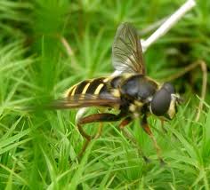 Attēlu rezultāti vaicājumam “Sericomyia silentis”