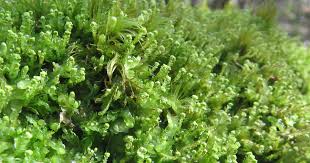 Attēlu rezultāti vaicājumam “Odontoschisma denudatum”