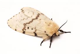 Attēlu rezultāti vaicājumam “Lymantria dispar”