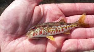 Image result for Mullus surmuletus