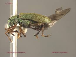 Attēlu rezultāti vaicājumam “Phyllobius”