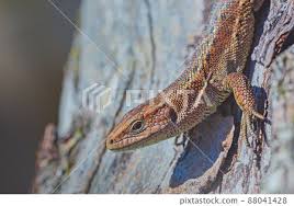 Attēlu rezultāti vaicājumam “Lacerta vivipara”