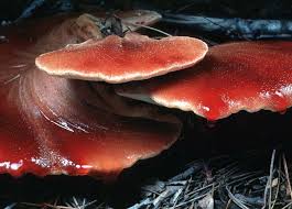 Attēlu rezultāti vaicājumam “Fistulina hepatica”