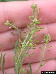 Attēlu rezultāti vaicājumam “Lepidium densiflorum flower”