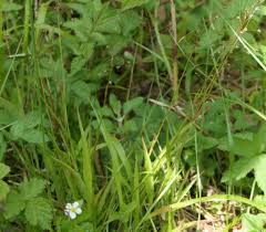Attēlu rezultāti vaicājumam “Luzula pilosa bud”