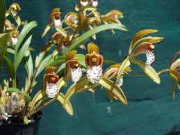 Attēlu rezultāti vaicājumam “Diderma tigrinum young”