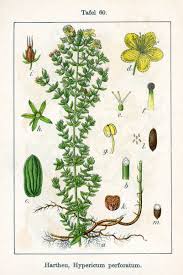 Image result for Hypericum perforatum