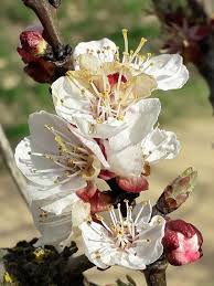 Attēlu rezultāti vaicājumam “Prunus armeniaca”