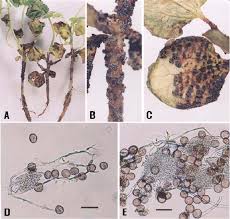 Attēlu rezultāti vaicājumam “Fuligo gyrosa spores”