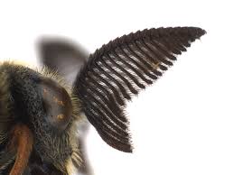 Attēlu rezultāti vaicājumam “Diprion pini female”