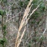 Attēlu rezultāti vaicājumam “Calamagrostis canescens fruit”