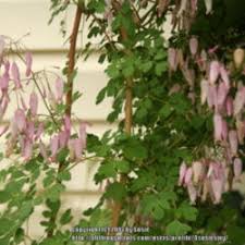 Image result for Adlumia fungosa