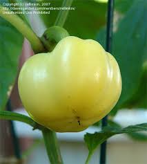 Afbeeldingsresultaat voor hungarian sweet apple sweet pepper