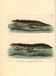 Attēlu rezultāti vaicājumam “Triturus vulgaris”