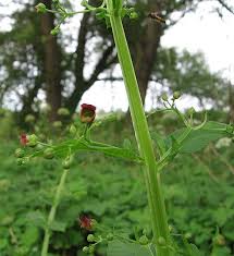 Attēlu rezultāti vaicājumam “Scrophularia umbrosa flower”