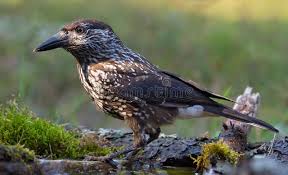 Attēlu rezultāti vaicājumam “Nucifraga caryocatactes adult”