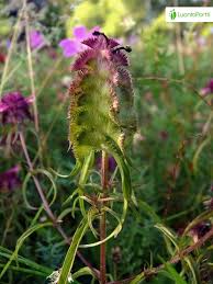 Attēlu rezultāti vaicājumam “Melampyrum cristatum flower”