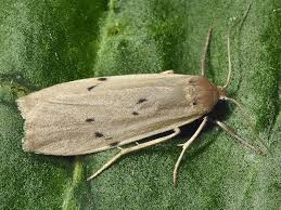 Attēlu rezultāti vaicājumam “Pelosia muscerda”