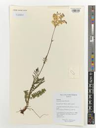 Attēlu rezultāti vaicājumam “Filipendula vulgaris leaf”