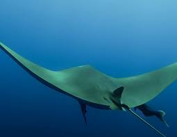 Image result for Manta Divers Sub-Aqua Club