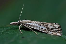 Attēlu rezultāti vaicājumam “Catoptria falsella”