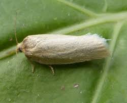 Attēlu rezultāti vaicājumam “Aphelia paleana larva”