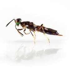 Attēlu rezultāti vaicājumam “Hedychrum sp.”