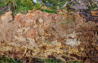 Attēlu rezultāti vaicājumam “Asterodon ferruginosus”