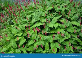 Attēlu rezultāti vaicājumam “Bistorta major leaf”