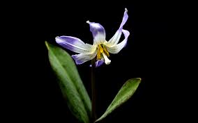 Attēlu rezultāti vaicājumam “Erythronium sibiricum”
