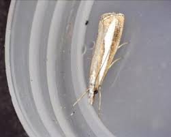 Attēlu rezultāti vaicājumam “Catoptria margaritella”