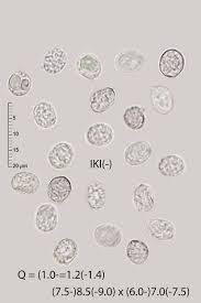 Attēlu rezultāti vaicājumam “Radulomyces confluens”