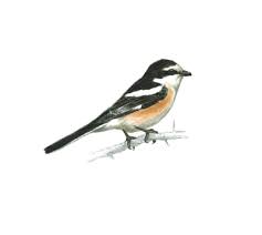 Image result for Lanius nubicus