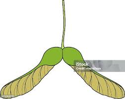 Attēlu rezultāti vaicājumam “Acer platanoides fruit”