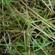 Attēlu rezultāti vaicājumam “Carex viridula”