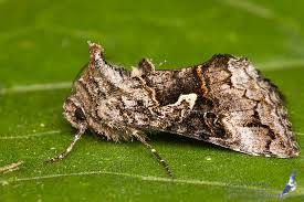 Attēlu rezultāti vaicājumam “Syngrapha interrogationis”