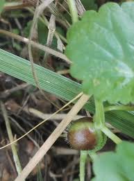 Attēlu rezultāti vaicājumam “Liposthenes glechomae”