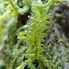 Attēlu rezultāti vaicājumam “Neckera”