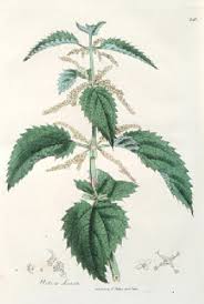 Attēlu rezultāti vaicājumam “Urtica urens leaf”