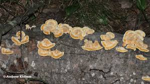 Attēlu rezultāti vaicājumam “Inonotus radiatus”